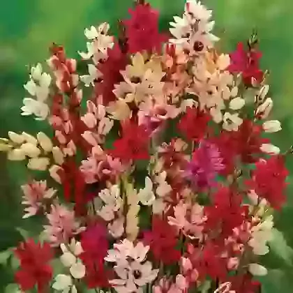 Ixia 
